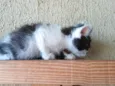 Gatinho para adoção