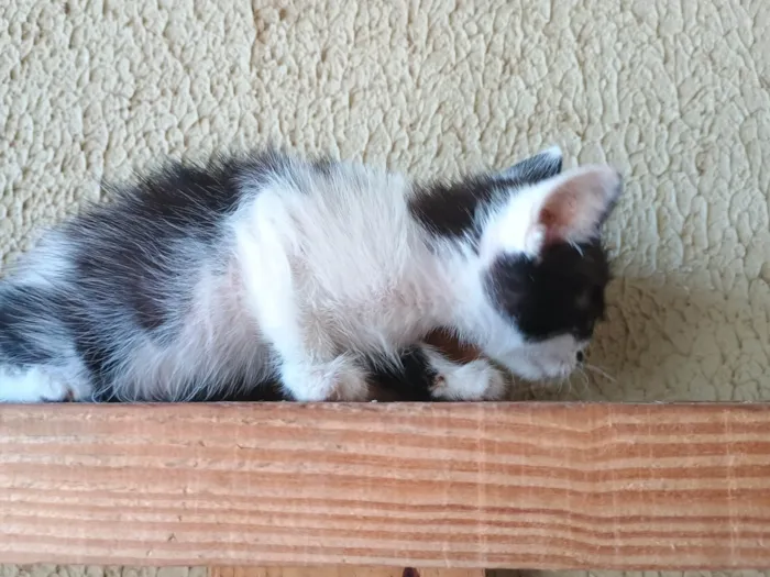 Gato ra a SRD-ViraLata idade 2 a 6 meses nome Gatinho para adoção