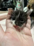 Gatinho para adoção