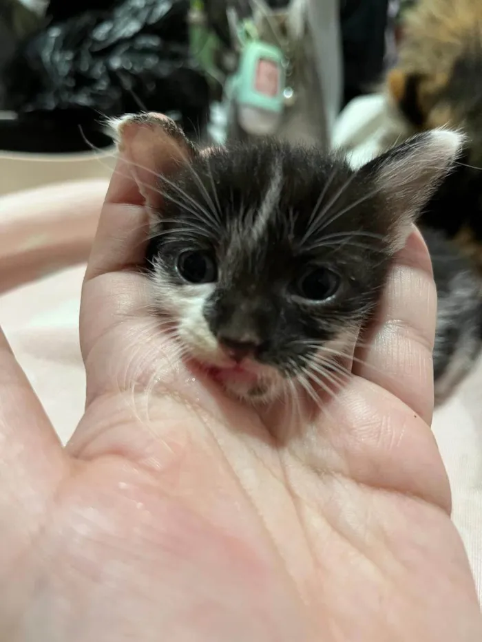 Gato ra a SRD-ViraLata idade 2 a 6 meses nome Gatinho para adoção