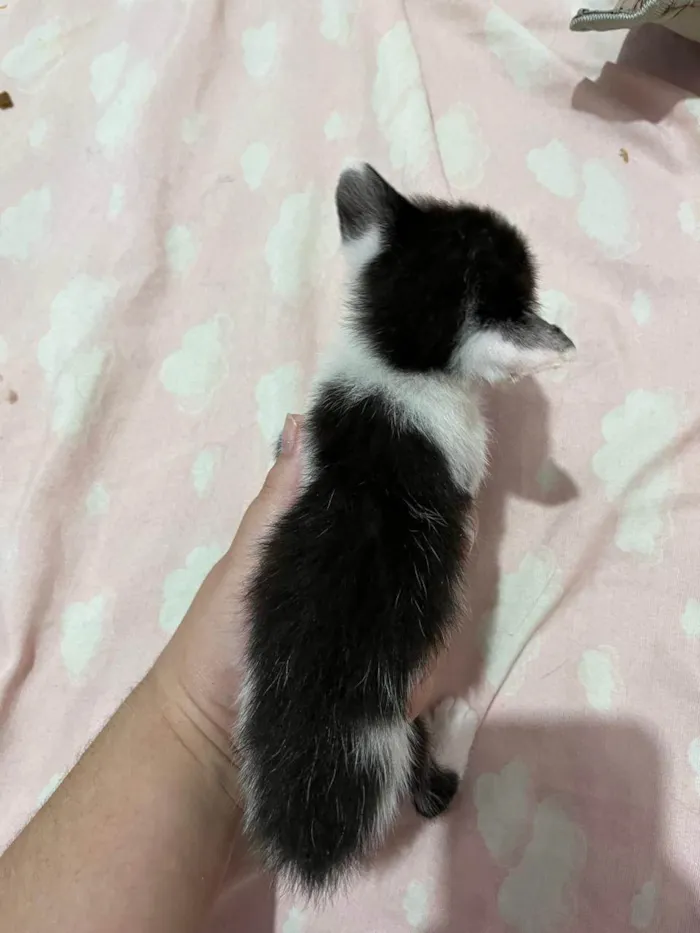 Gato ra a SRD-ViraLata idade 2 a 6 meses nome Gatinho para adoção