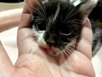 Gato raça SRD-ViraLata idade 2 a 6 meses nome Gatinho para adoção 