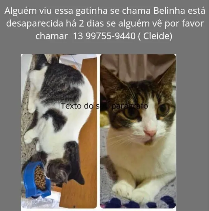 Gato ra a SRD-ViraLata idade 2 anos nome Belinha
