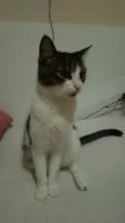 Belinha