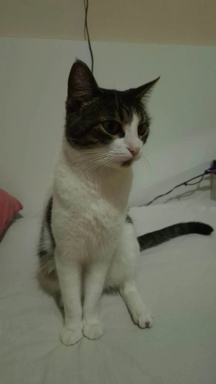 Gato ra a SRD-ViraLata idade 2 anos nome Belinha