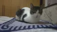 Belinha