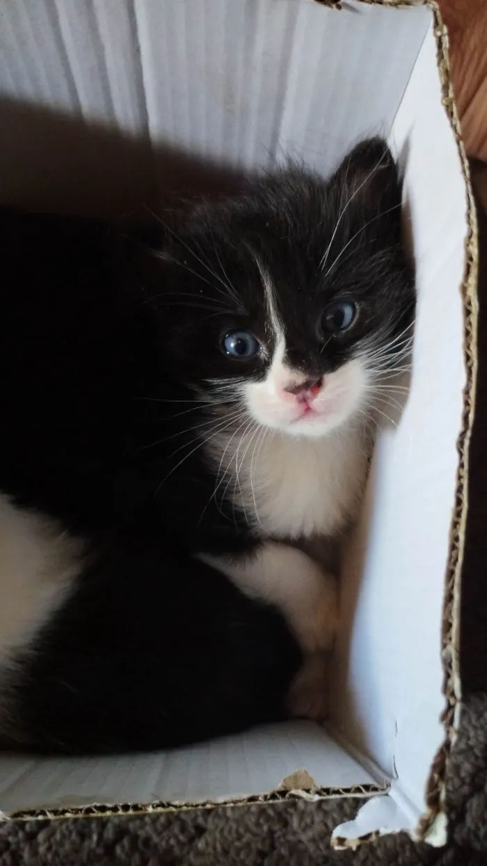 Gato ra a SRD-ViraLata idade Abaixo de 2 meses nome Não tem nome ainda