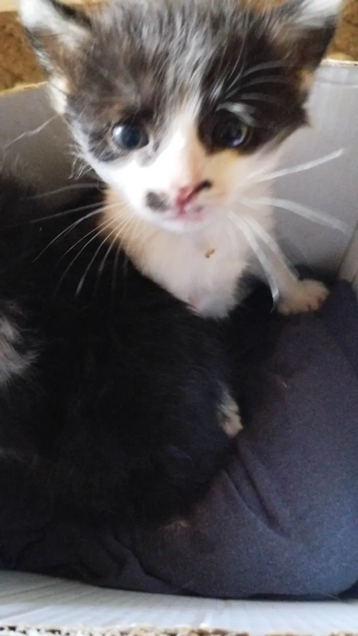 Gato ra a SRD-ViraLata idade Abaixo de 2 meses nome Não tem nome ainda