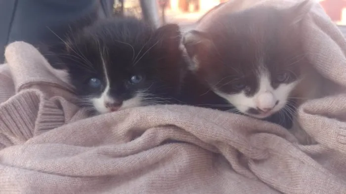 Gato ra a SRD-ViraLata idade Abaixo de 2 meses nome Não tem nome ainda