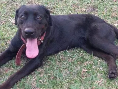 Cachorro raça SRD-ViraLata idade 2 a 6 meses nome Falar com Larissa - Whats 82 99982-9513