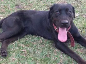 Cachorro raça SRD-ViraLata idade 2 a 6 meses nome Falar com Larissa - Whats 82 99982-9513