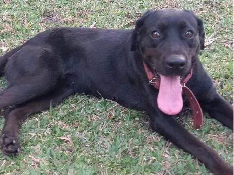 Cachorro ra a SRD-ViraLata idade 2 a 6 meses nome Falar com Larissa - Whats 82 99982-9513