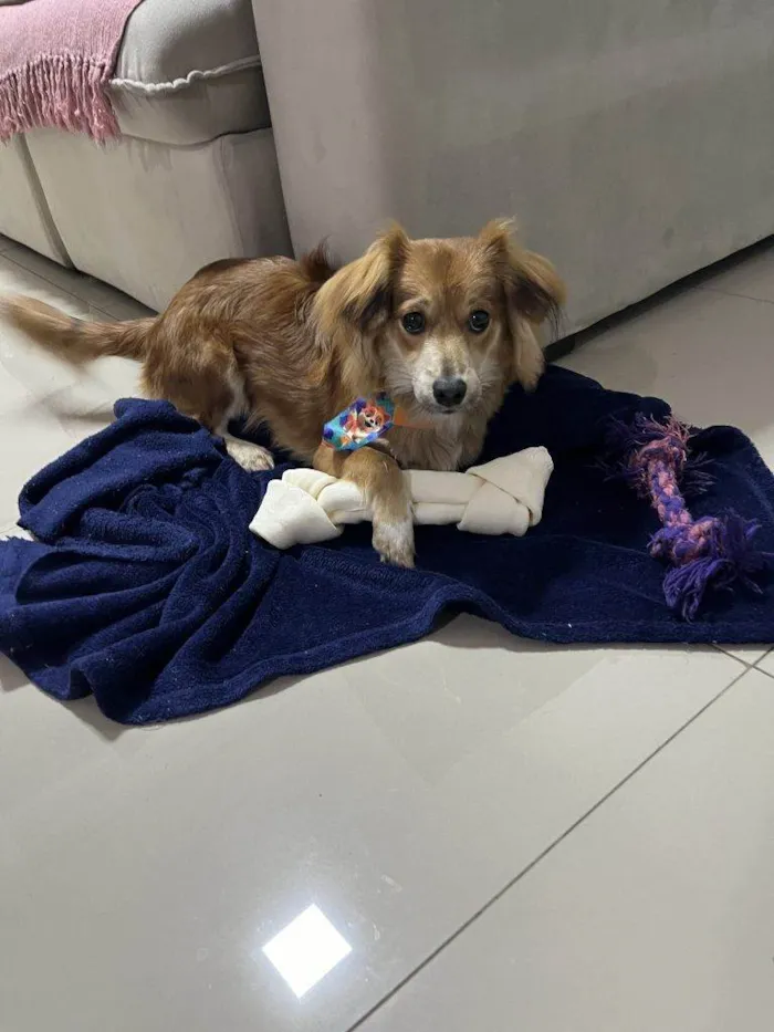 Cachorro ra a SRD-ViraLata idade 2 a 6 meses nome Falar com Geovana - Whats 11 95401-4261
