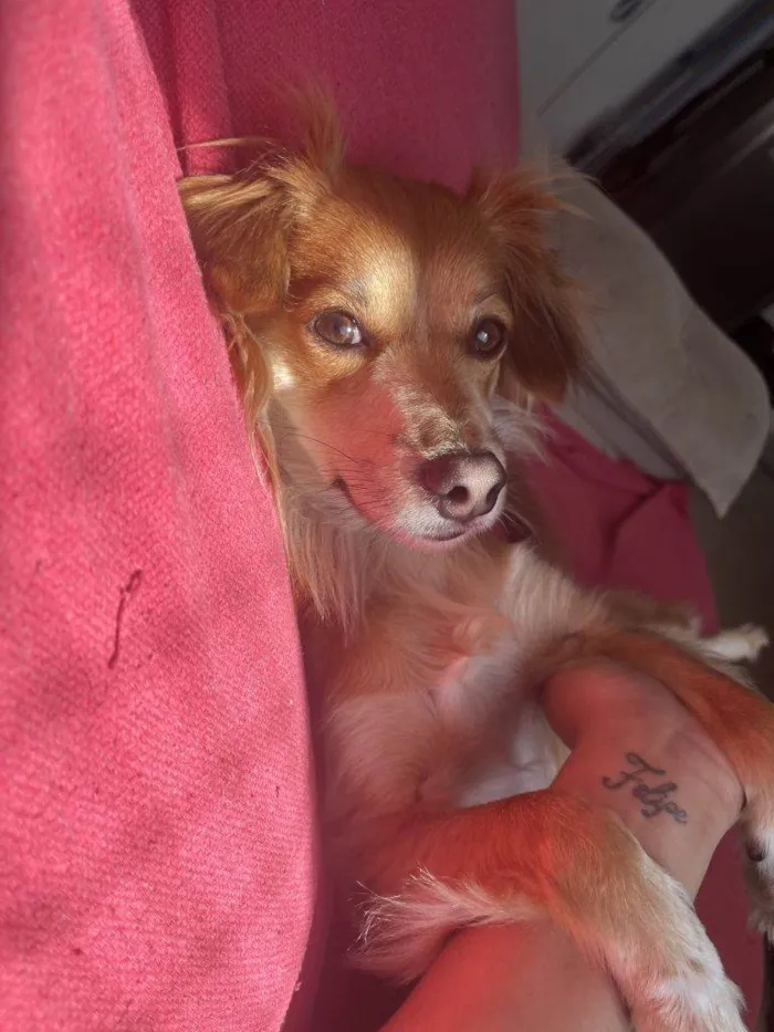Cachorro ra a SRD-ViraLata idade 2 a 6 meses nome Falar com Geovana - Whats 11 95401-4261