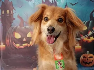 Cachorro raça SRD-ViraLata idade 2 a 6 meses nome Falar com Geovana - Whats 11 95401-4261