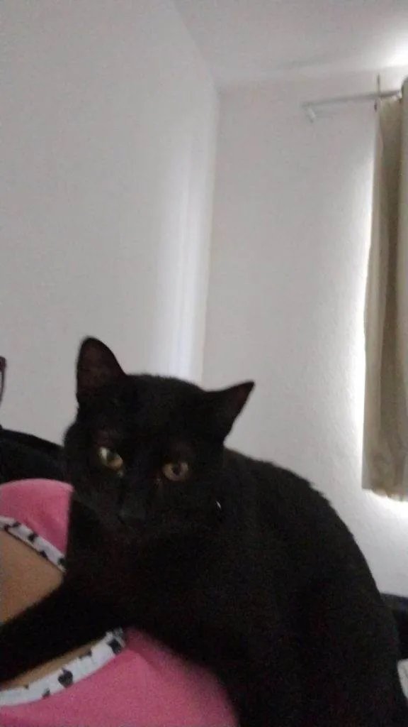 Gato ra a SRD-ViraLata idade 2 a 6 meses nome Falar com Rosemeire - Whats 11 96317-3642