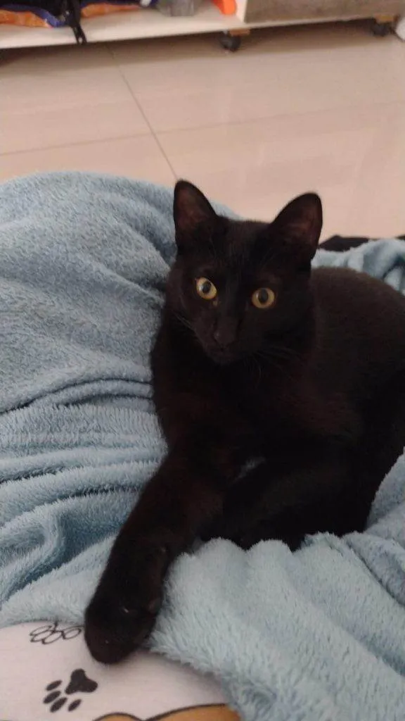 Gato ra a SRD-ViraLata idade 2 a 6 meses nome Falar com Rosemeire - Whats 11 96317-3642