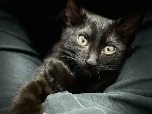 Gato raça SRD-ViraLata idade 2 a 6 meses nome Falar com Rosemeire - Whats 11 96317-3642