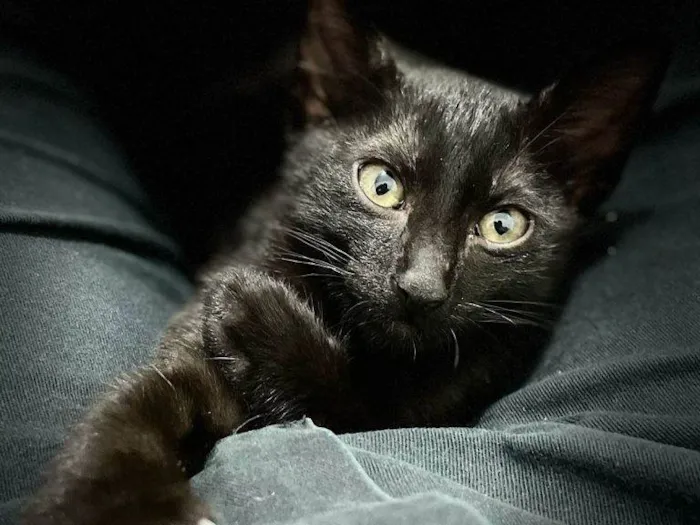 Gato ra a SRD-ViraLata idade 2 a 6 meses nome Falar com Rosemeire - Whats 11 96317-3642