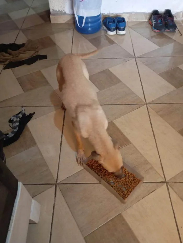 Cachorro ra a SRD-ViraLata idade 2 a 6 meses nome Falar com Lourena - Whats 11 98074-2557
