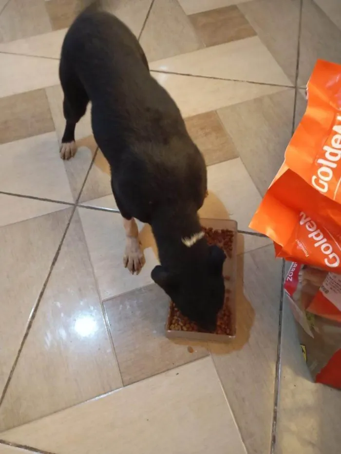 Cachorro ra a SRD-ViraLata idade 2 a 6 meses nome Falar com Lourena - Whats 11 98074-2557