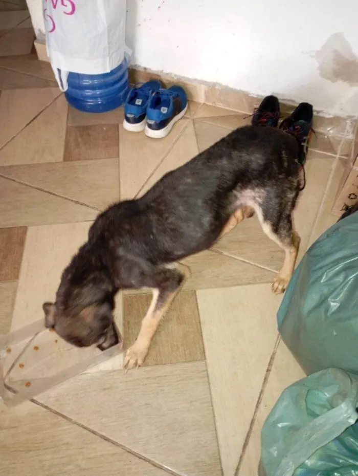 Cachorro ra a SRD-ViraLata idade 2 a 6 meses nome Falar com Lourena - Whats 11 98074-2557