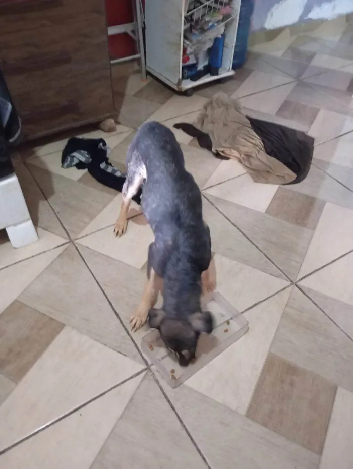 Cachorro ra a SRD-ViraLata idade 2 a 6 meses nome Falar com Lourena - Whats 11 98074-2557