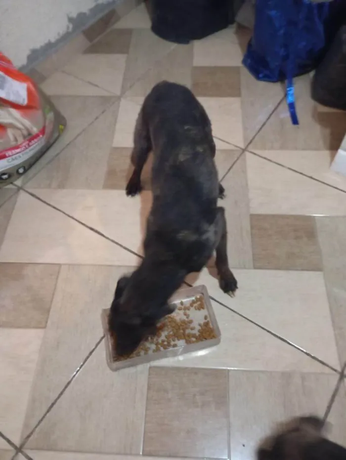 Cachorro ra a SRD-ViraLata idade 2 a 6 meses nome Falar com Lourena - Whats 11 98074-2557
