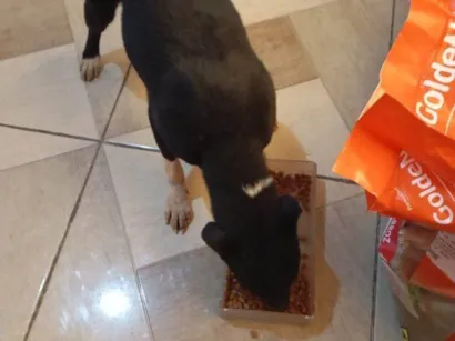 Cachorro raça SRD-ViraLata idade 2 a 6 meses nome Falar com Lourena - Whats 11 98074-2557