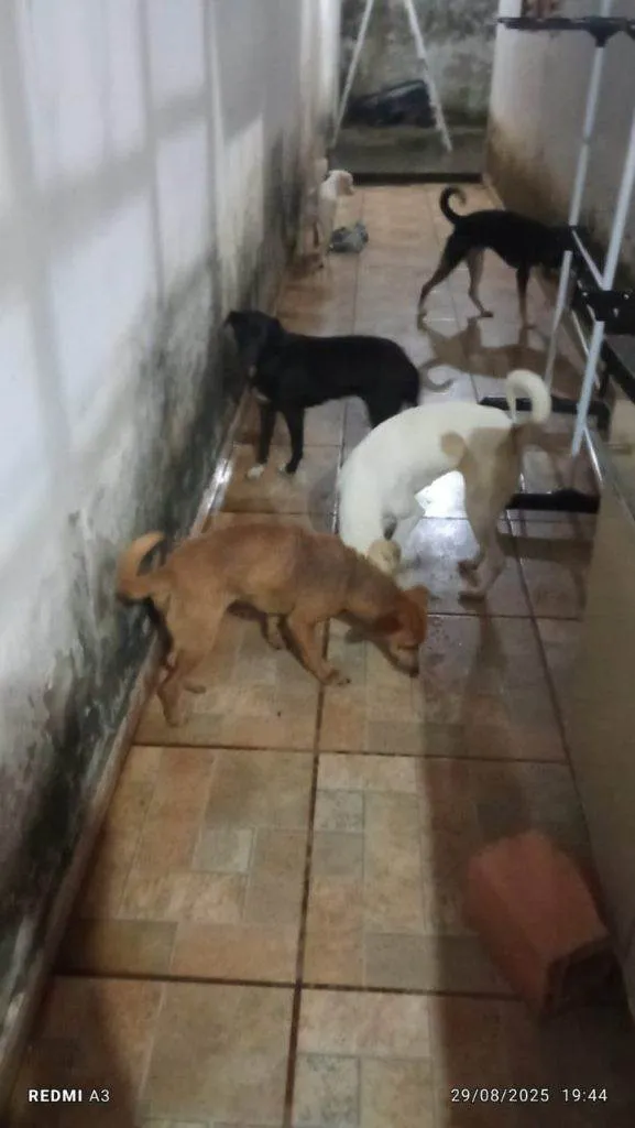 Cachorro ra a SRD-ViraLata idade 2 a 6 meses nome Falar com Vanderleia - Whats 15 99724-3562