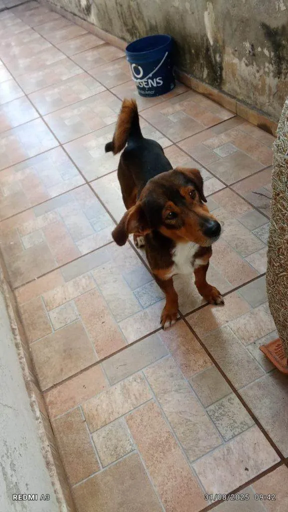 Cachorro ra a SRD-ViraLata idade 2 a 6 meses nome Falar com Vanderleia - Whats 15 99724-3562