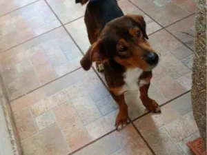 Cachorro raça SRD-ViraLata idade 2 a 6 meses nome Falar com Vanderleia - Whats 15 99724-3562