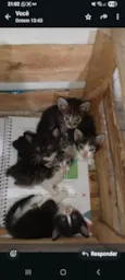 São 5 gatinhos.