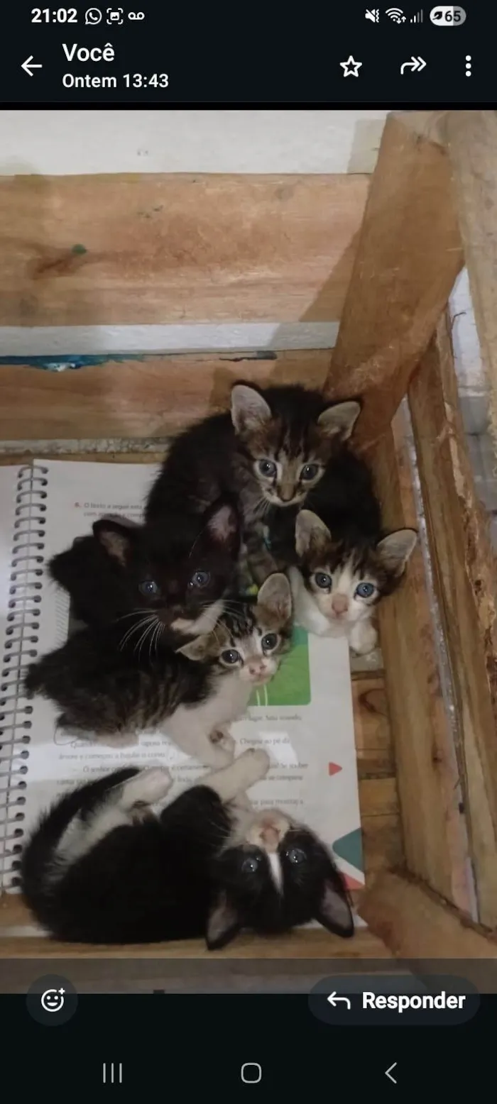 Gato ra a SRD-ViraLata idade Abaixo de 2 meses nome São 5 gatinhos.