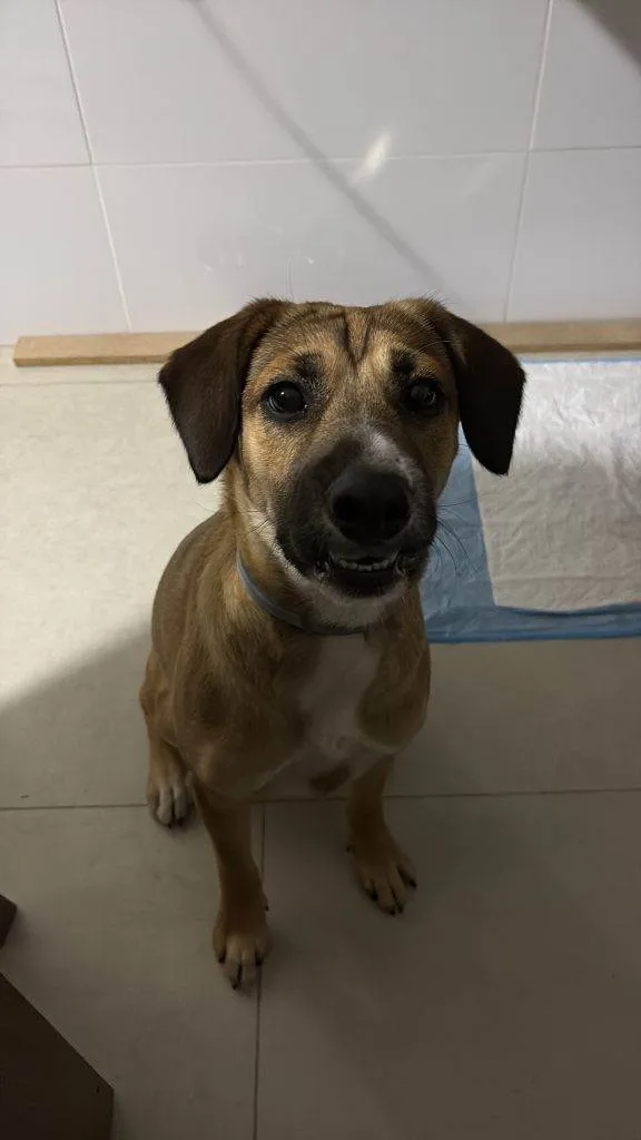 Cachorro ra a SRD-ViraLata idade 2 a 6 meses nome Falar com Melissa - Whats 11 97684-5896
