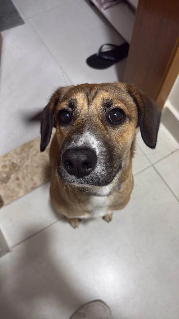 Cachorro ra a SRD-ViraLata idade 2 a 6 meses nome Falar com Melissa - Whats 11 97684-5896