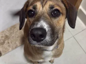 Cachorro raça SRD-ViraLata idade 2 a 6 meses nome Falar com Melissa - Whats 11 97684-5896