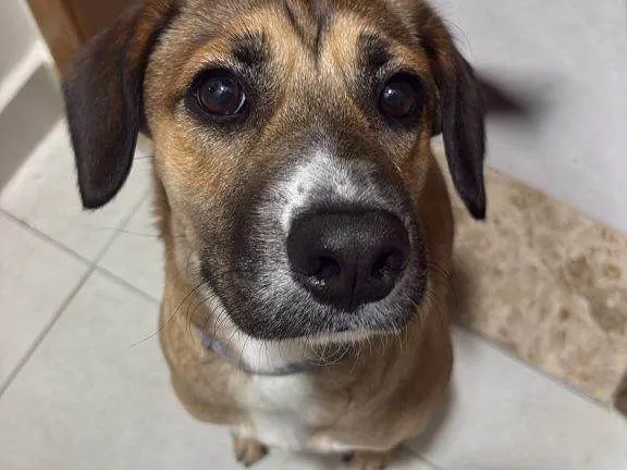 Cachorro ra a SRD-ViraLata idade 2 a 6 meses nome Falar com Melissa - Whats 11 97684-5896