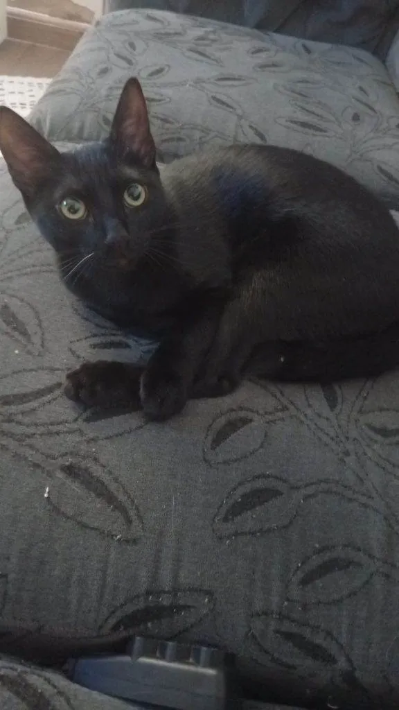 Gato ra a SRD-ViraLata idade 2 a 6 meses nome Falar com Meire - Whats 11 97072-2372