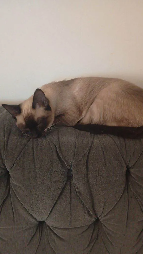 Gato ra a SRD-ViraLata idade 2 a 6 meses nome Falar com Meire - Whats 11 97072-2372
