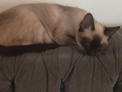 Gato raça SRD-ViraLata idade 2 a 6 meses nome Falar com Meire - Whats 11 97072-2372