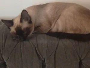 Gato raça SRD-ViraLata idade 2 a 6 meses nome Falar com Meire - Whats 11 97072-2372