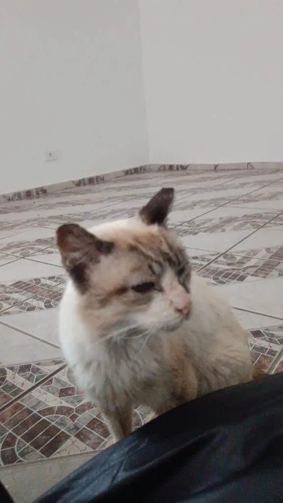 Gato ra a SRD-ViraLata idade 2 a 6 meses nome Falar com Leonardo - Whats 11 96589-1400