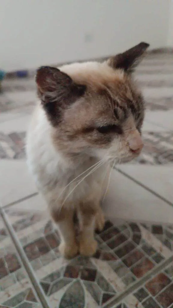 Gato ra a SRD-ViraLata idade 2 a 6 meses nome Falar com Leonardo - Whats 11 96589-1400