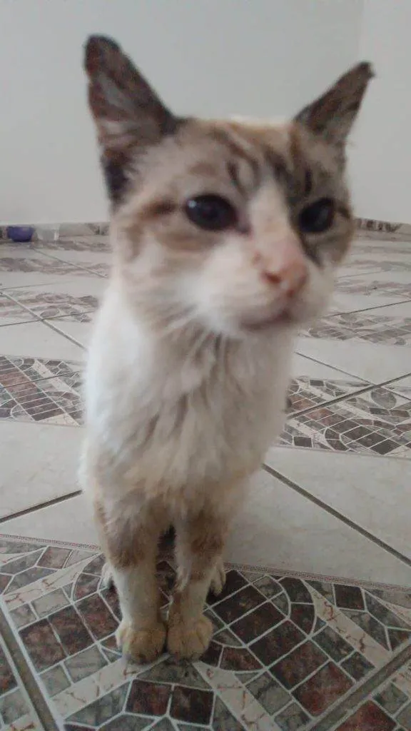 Gato ra a SRD-ViraLata idade 2 a 6 meses nome Falar com Leonardo - Whats 11 96589-1400