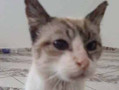 Gato raça SRD-ViraLata idade 2 a 6 meses nome Falar com Leonardo - Whats 11 96589-1400