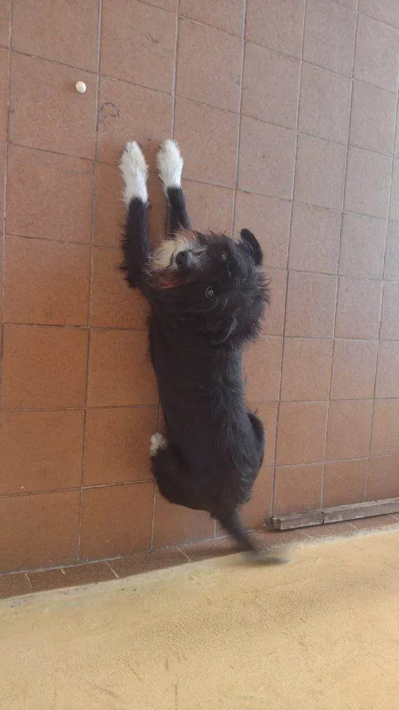 Cachorro ra a SRD-ViraLata idade 2 a 6 meses nome Falar com Maria - Whats 11 97324-0441