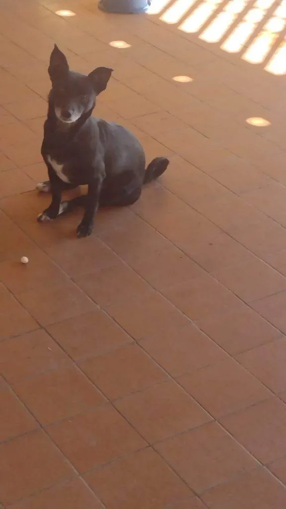 Cachorro ra a SRD-ViraLata idade 2 a 6 meses nome Falar com Maria - Whats 11 97324-0441