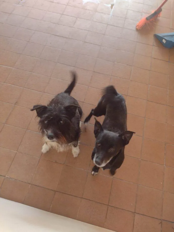 Cachorro ra a SRD-ViraLata idade 2 a 6 meses nome Falar com Maria - Whats 11 97324-0441