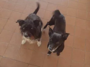 Cachorro raça SRD-ViraLata idade 2 a 6 meses nome Falar com Maria - Whats 11 97324-0441